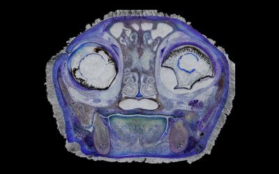 Sheet Plastination as a Research Tool