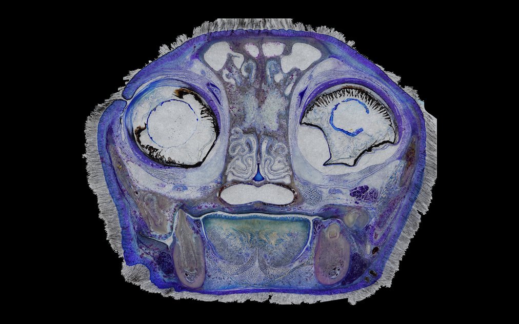 La plastinación laminar como herramienta de investigación