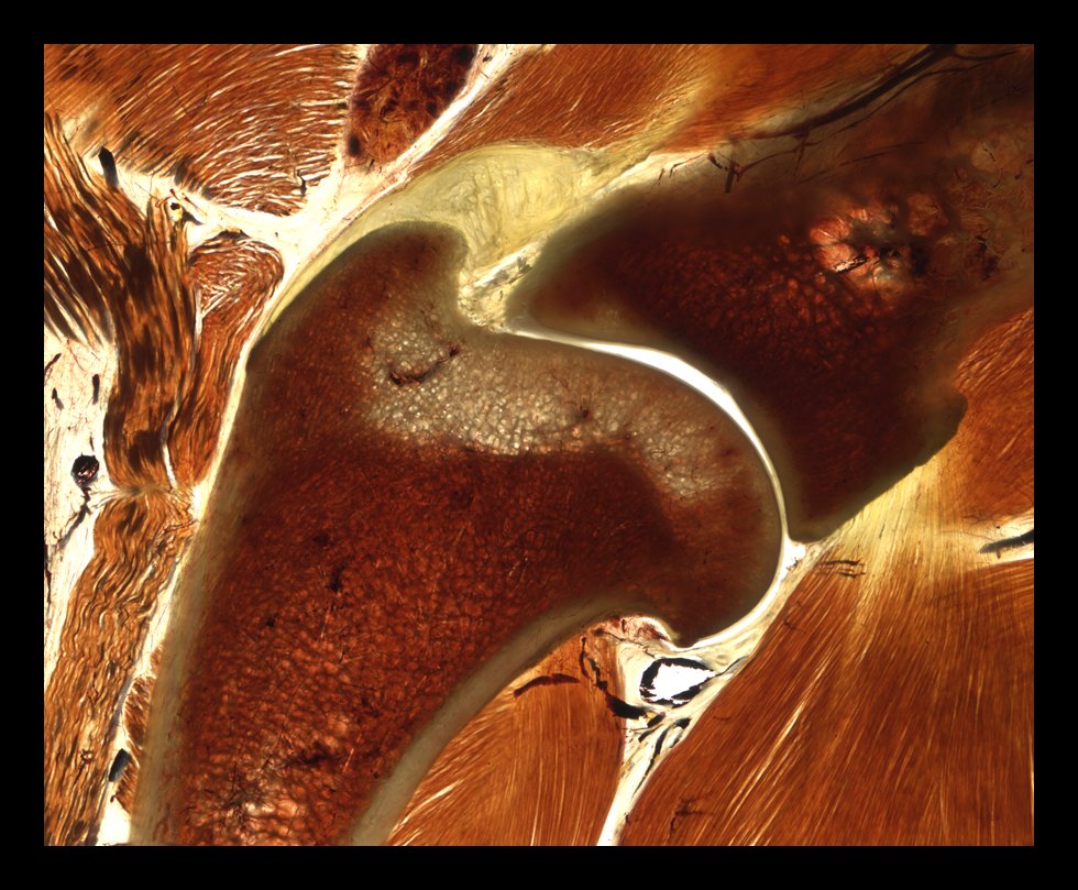 E12 epoxy-plastinated canine elbow section showing joint and periarticular structures.