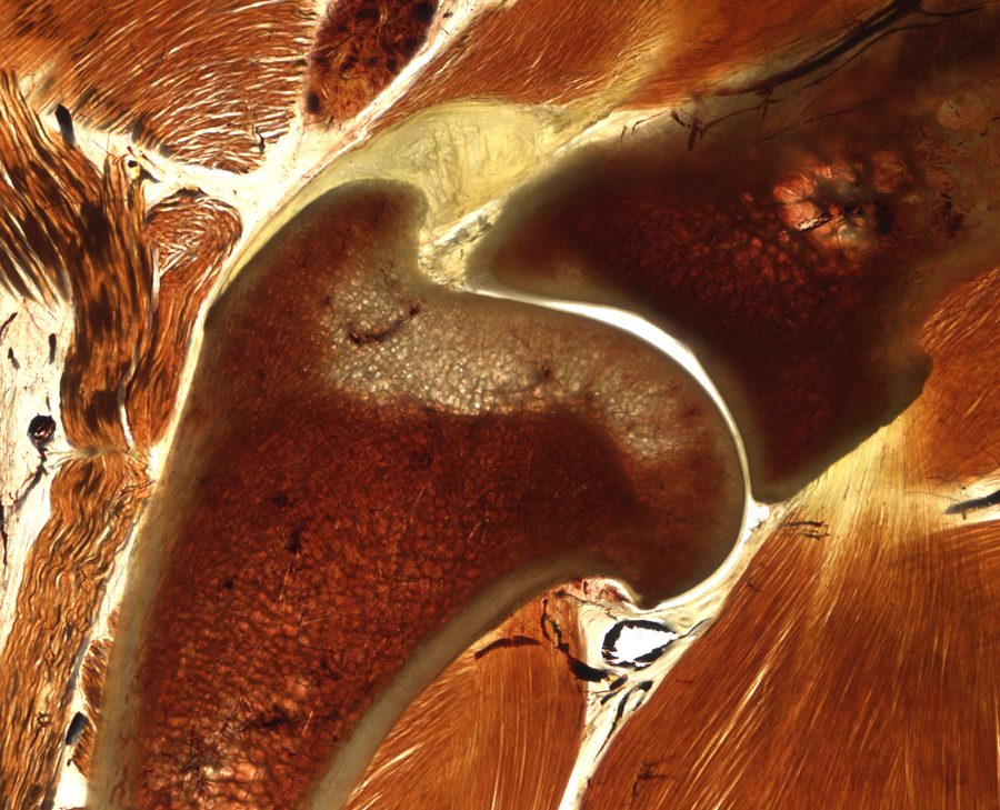 E12 epoxy-plastinated canine elbow section showing joint and periarticular structures.