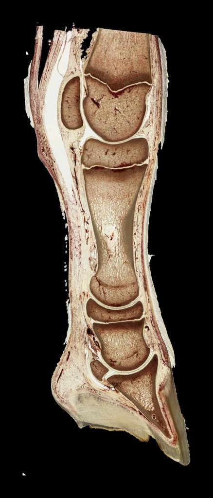 Epoxy-plastinated section of a foal digit, preserving relationships between bone and soft tissues.