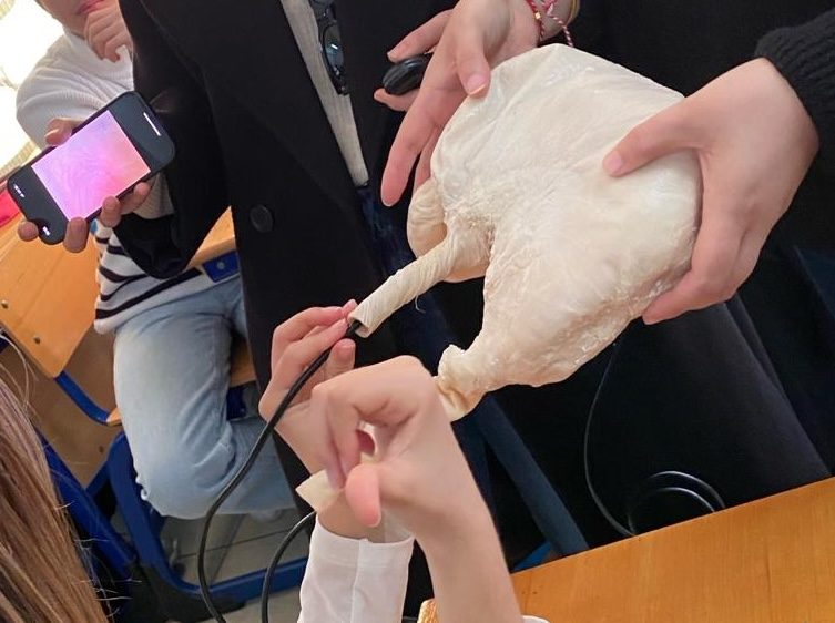 NutriHealth classroom activity using a plastinated stomach to explore digestive anatomy.