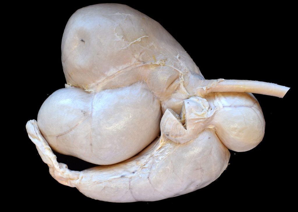Plastinated sheep stomach for studying the three-dimensional arrangement of its compartments.