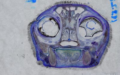 Sheet Plastination as a Research Tool