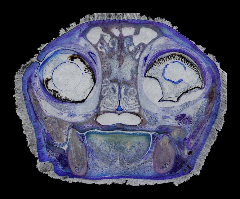 Ultrathin epoxy-plastinated section of a cat head for detailed tissue examination.