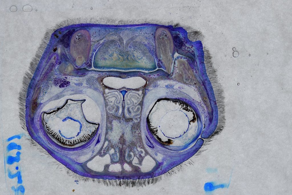 Ultrathin epoxy-plastinated section of a cat head for detailed tissue examination.
