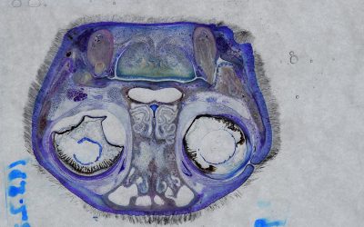 Sheet Plastination as a Research Tool