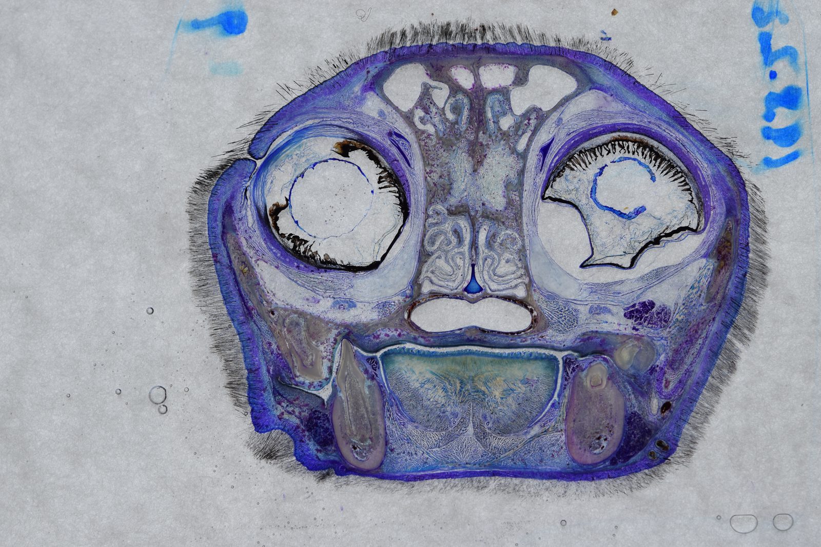 La plastinación laminar como herramienta de investigación